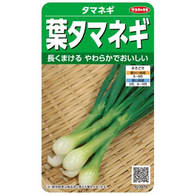 画像1: 送料無料　[たまねぎ]　葉タマネギ　　約180粒　　（株）サカタのタネ　実咲350（203248）