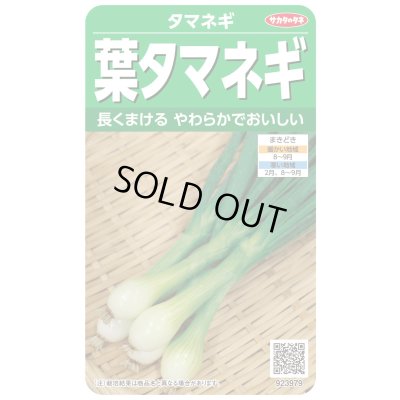 画像1: 送料無料　[たまねぎ]　葉タマネギ　　約180粒　　（株）サカタのタネ　実咲350（203248）