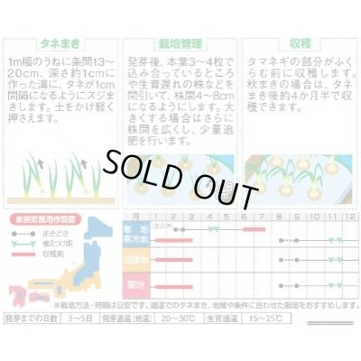 画像2: 送料無料　[たまねぎ]　葉タマネギ　　約180粒　　（株）サカタのタネ　実咲350（203248）