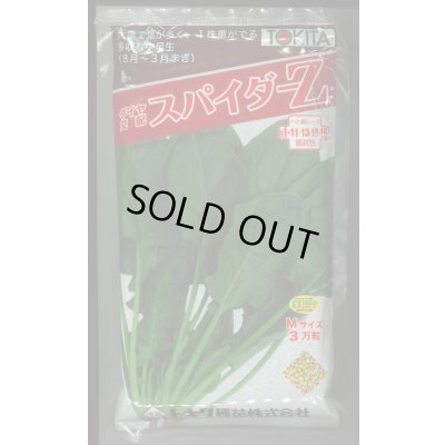 画像1: ほうれんそう　スパイダーZ　（種子サイズM）3万粒　トキタ種苗（株）