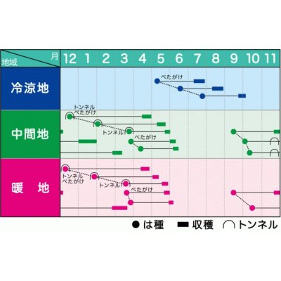 画像2: 送料無料　大根種　豊誉　500粒　ヴィルモランみかど（株）