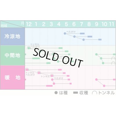 画像2: 送料無料　大根種　豊誉　8000粒　ヴィルモランみかど（株）