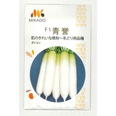 画像1: 送料無料　大根種　青誉　500粒　ヴィルモランみかど（株）