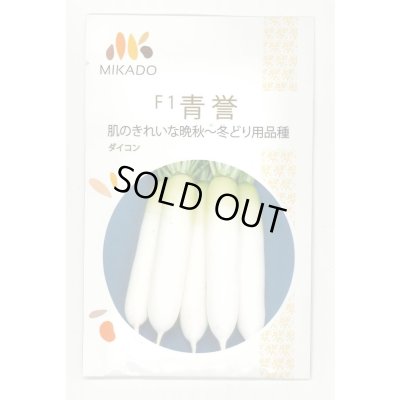 画像1: 送料無料　大根種　青誉　500粒　ヴィルモランみかど（株）