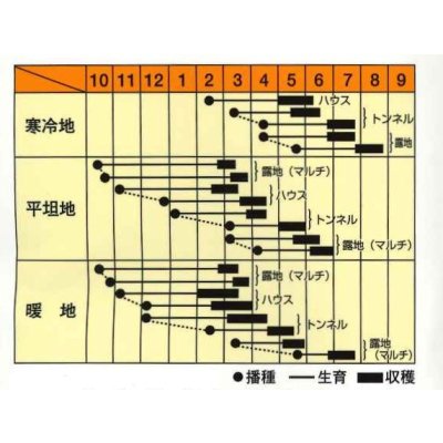 画像2: 送料無料　[大根]　村一番　 小袋（3ml）　松永種苗(株)