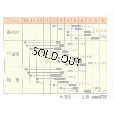 画像2: 送料無料　[大根]　村一番　 20ml　松永種苗(株)