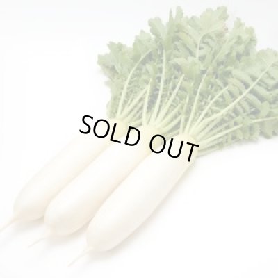 画像2: 送料無料　大根種　青誉　500粒　ヴィルモランみかど（株）