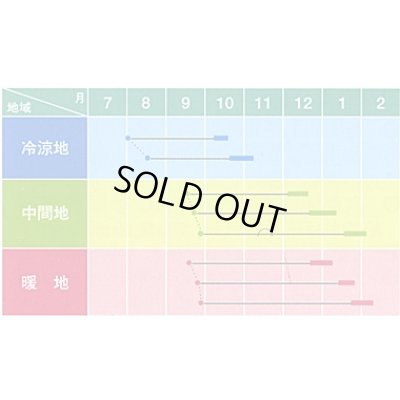 画像3: 送料無料　大根種　青誉　500粒　ヴィルモランみかど（株）