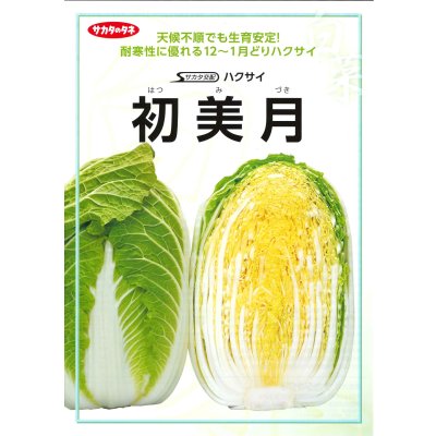 画像2: 送料無料　[白菜]　初美月　20ml　（株）サカタのタネ