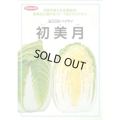 画像2: 送料無料　[白菜]　初美月　ペレット5千粒　（株）サカタのタネ