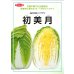画像2: 送料無料　[白菜]　初美月　20ml　（株）サカタのタネ (2)