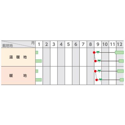 画像4: 送料無料　[白菜]　初美月　20ml　（株）サカタのタネ