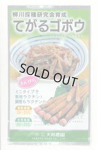 送料無料　[牛蒡]　てがるゴボウ　8ml（約280粒）（株）大和農園