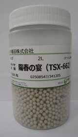 送料無料　[ねぎ]　陽春の宴　コート5千粒　トキタ種苗(株)