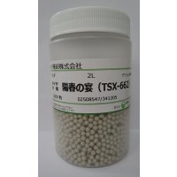 送料無料　[ねぎ]　陽春の宴　コート5千粒　トキタ種苗(株)