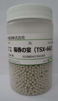 送料無料　[ねぎ]　陽春の宴　コート5千粒　トキタ種苗(株)