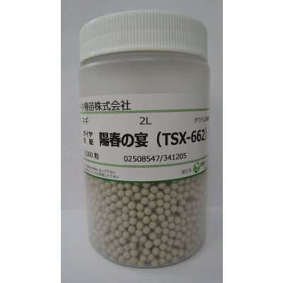 画像1: 送料無料　[ねぎ]　陽春の宴　コート5千粒　トキタ種苗(株)