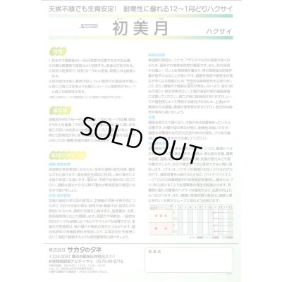 画像3: 送料無料　[白菜]　初美月　ペレット5千粒　（株）サカタのタネ