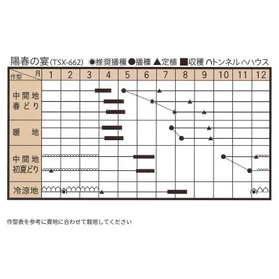 画像2: 送料無料　[ねぎ]　陽春の宴　コート5千粒　トキタ種苗(株)