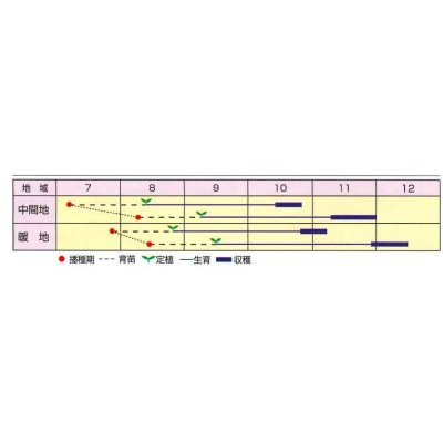 画像2: 送料無料　[キャベツ]　なぎさ　2000粒　渡辺農事（株）