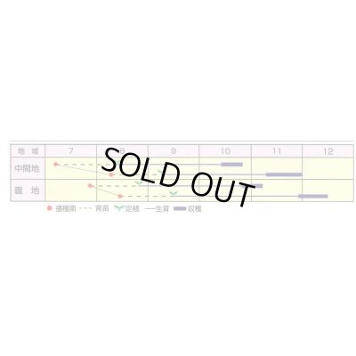 画像2: 送料無料　[キャベツ]　なぎさ　2000粒　渡辺農事（株）