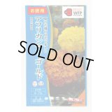 送料無料　花の種　お徳用パック！アフリカンマリーゴールド　高性大輪混合　タキイ種苗　NL500