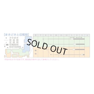 画像4: 送料無料　[ブロッコリー]　エンデバーＳＰ　ペレット5千粒　タキイ種苗(株)