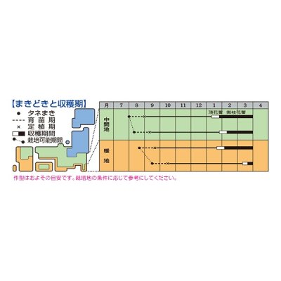 画像3: 送料無料　[ブロッコリー]　エンデバーＳＰ　2000粒　タキイ種苗(株)