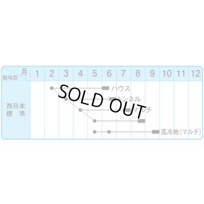 画像2: 送料無料　[とうもろこし]　シュガーフェスタ　200粒　中原採種場（株）
