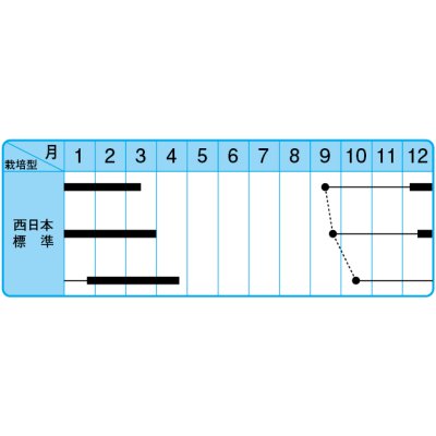 画像3: 送料無料　[葉物]　博多かつを菜　10ml 中原採種場（株）