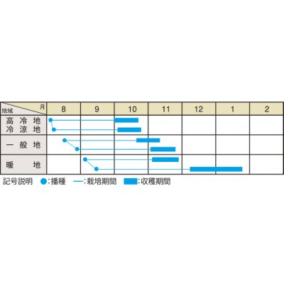 画像2: 送料無料　[大根]　早太り聖護院大根　8ml　（株）大和農園