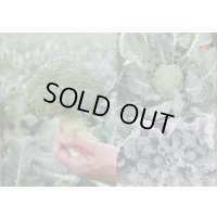 送料無料　[ブロッコリー]　勇麟　　ペレット5000粒　トキタ種苗（株）
