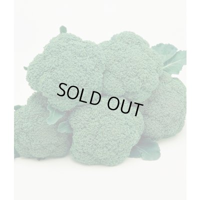 画像2: 送料無料　[ブロッコリー]　ハイツＳＰ　ペレット5千粒　タキイ種苗(株)