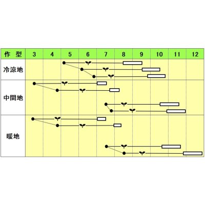 画像2: 送料無料　[キャベツ]　おかわり　20ml　小林種苗（株）