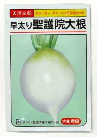 送料無料　[大根]　早太り聖護院大根　8ml　（株）大和農園