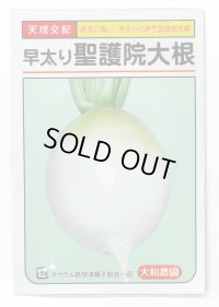 送料無料　[大根]　早太り聖護院大根　8ml　（株）大和農園