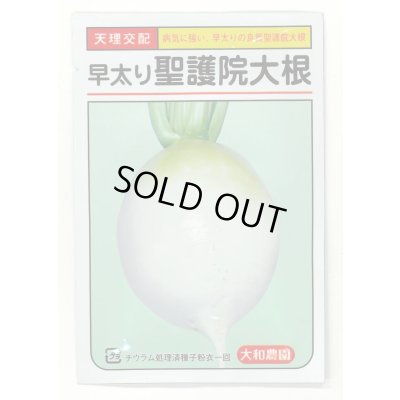 画像1: 送料無料　[大根]　早太り聖護院大根　8ml　（株）大和農園