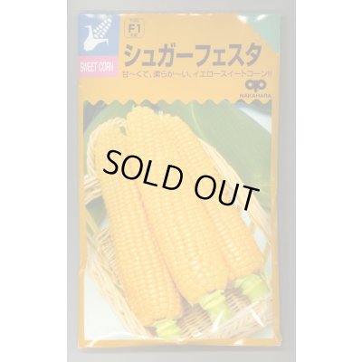 画像1: 送料無料　[とうもろこし]　シュガーフェスタ　200粒　中原採種場（株）