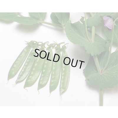 画像2: 送料無料　[えんどう]　ニムラ平成１号　1dl　ヴィルモランみかど（株）