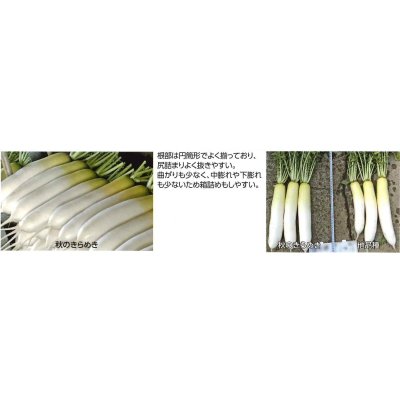 画像2: 送料無料　大根　秋のきらめき　コート5千粒　渡辺農事（株）
