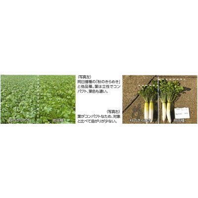 画像4: 送料無料　大根　秋のきらめき　コート5千粒　渡辺農事（株）