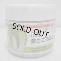 送料無料　[白菜]　黄ごころ85　ペレット5千粒　タキイ種苗(株)