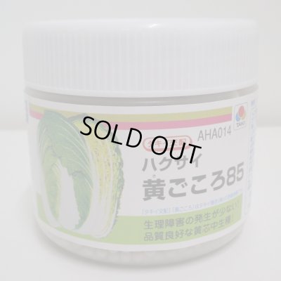 画像1: 送料無料　[白菜]　黄ごころ85　ペレット5千粒　タキイ種苗(株)