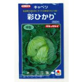 野菜種　キャベツ　彩ひかり　2000粒　タキイ種苗(株)