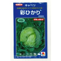 野菜種　キャベツ　彩ひかり　2000粒　タキイ種苗(株)