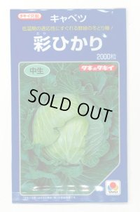 野菜種　キャベツ　彩ひかり　2000粒　タキイ種苗(株)