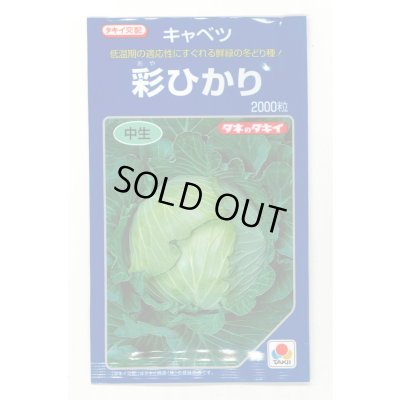 画像1: 野菜種　キャベツ　彩ひかり　2000粒　タキイ種苗(株)