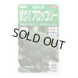 送料無料　[ブロッコリー]　沢ゆたか（約100粒）　(株)サカタのタネ　実咲450（104969）