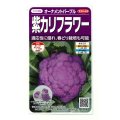 [カリフラワー]　オーナメントパープル（約25粒）　実咲450（203244） (株)サカタのタネ