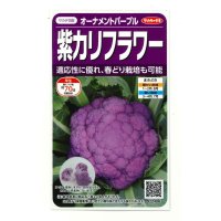 [カリフラワー]　オーナメントパープル（約25粒）　実咲450（203244） (株)サカタのタネ